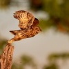 Sycek obecny - Athene noctua - Little Owl 0200